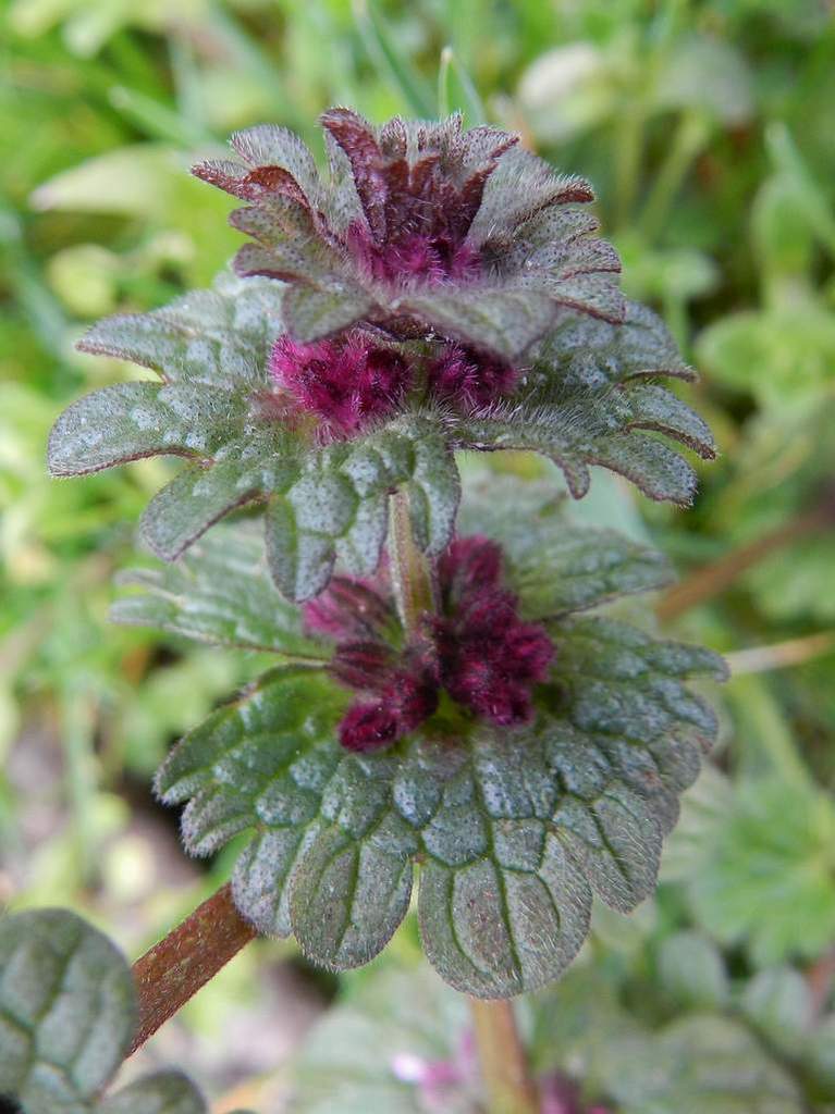 Lido di Venezia (VE) : Lamium amplexicaule